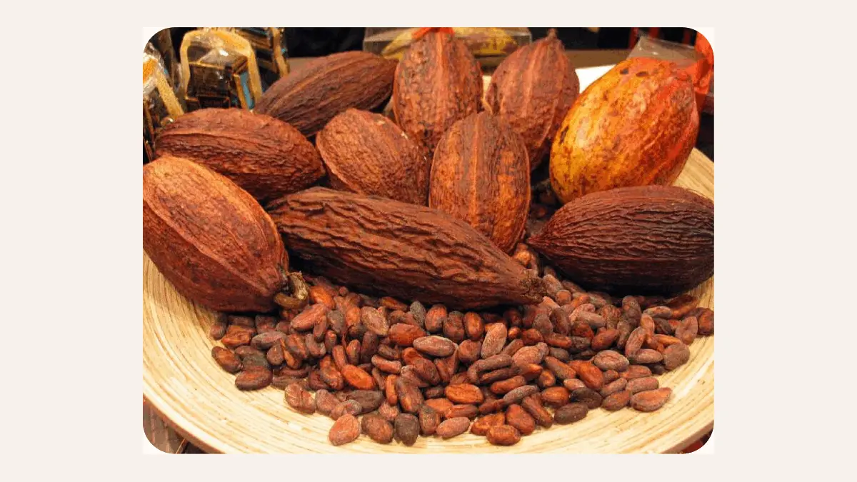 Какао-дерево Theobroma cacao: как растёт будущий шоколад